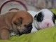 Magnifiques B&eacute;b&eacute;s Bouledogues Fran&ccedil;ais Pure Race