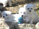 Superbes B&eacute;b&eacute;s BICHON MALTAIS