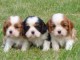 Adorables Chiots Cavaliers King Charles Pure Race