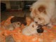 Des b&eacute;b&eacute;s Chow Chow Pure Race LOF