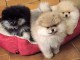 Magnifiques Chiots Spitz Nain Pom&eacute;ranien Pure Race