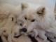 Magnifiques Chiots Samoy&egrave;de Pure Race