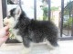 Tr&egrave;s beau chiot Husky Sib&eacute;rien contre soin
