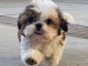 magnifique chiot shih tzu