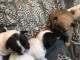 Mignons Chiots Bouledogue fran&ccedil;ais 