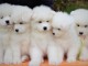 Magnifiques Chiots Samoy&egrave;de Pure Race Pedigree