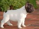 Adorable bouledogue fran&ccedil;ais male et femelle non LOF