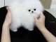 Pour adoption chiots spitz nain Pom&eacute;ranien lof