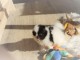 B&eacute;b&eacute; chiens Spitz Nain 