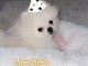 Chiots Spitz Nain disponible 
