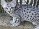Chatons Mau &eacute;gyptien &agrave; donner