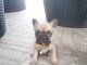 Vend petit chiot Bouledogue Fran&ccedil;ais
