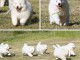 Magnifiques Chiots Samoy&egrave;de Pure Race