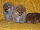 Magnifiques Chiots Spitz Nain Pom&eacute;ranien Pure Race