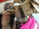 Magnifiques chiots bouledogues fran&ccedil;ais Pure Race,
