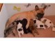 Magnifiques Chiots Bouledogue Fran&ccedil;ais Pure Race