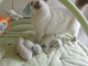  Magnifiques Chatons Sacr&eacute; de Birmanie Pure Race
