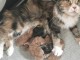  Sublimes Chatons Maine Coon, Jolis P&eacute;digree