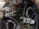 Chatons gris tigr&eacute; &agrave; adopter