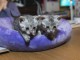 Chatons Mau &eacute;gyptien &agrave; donner