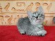 Chatons Mau &eacute;gyptien &agrave; donner