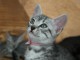 Chatons Mau &eacute;gyptien &agrave; donner