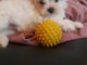 Chiots bichon maltais a donner