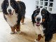 Chiots bouviers bernois 
