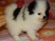 A c&eacute;der Petite chiot type Spitz Nain lof 