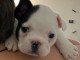  Adorables chiot Bouledogue fran&ccedil;ais