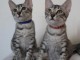 Chatons Mau &eacute;gyptien &agrave; donner