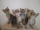 Chatons Mau &eacute;gyptien &agrave; donner