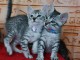 Chatons Mau &eacute;gyptien &agrave; donner
