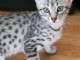 Chatons Mau &eacute;gyptien &agrave; donner