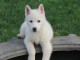 Chiots berger blanc suisse sont n&eacute;s d