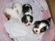 Sur une port&eacute;e de 5 chiots cavalier king charles,