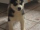 Femelle husky de sib&eacute;rien a disponible de suite 