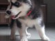 A donner Chiots husky Sib&eacute;rien aux yeux bleu 