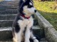 disponible de suite Chiots husky Sib&eacute;rien aux yeux bleu 