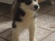 A donner Chiots husky Sib&eacute;rien aux yeux bleu 