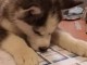 A donner Chiots husky Sib&eacute;rien aux yeux bleu 