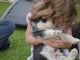 A donner Chiots husky Sib&eacute;rien aux yeux bleu 