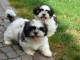 Adorable Chiots Shih Tzu Port&eacute;e de 3 Chiots