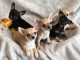adorables chiots Chihuahua 2 m&acirc;les 1 femelles,