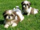 Adorable Chiots Shih Tzu Port&eacute;e de 3 Chiots