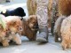  Magnifiques Chiots Chow Chow Pure Race Pedigree 