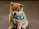 Adorables b&eacute;b&eacute;s shiba inu 4 femelles 5 m&acirc;les