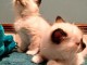 Splendides chatons Sacr&eacute; de Birmanie Loof.