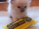  Chatons Ragdoll m&acirc;le et femelle cherche une famille aimante