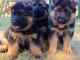 Magnifique couple de berger allemand LOF
